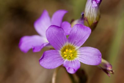 Oxalis decaphylla, photographed by Cecelia Alexander