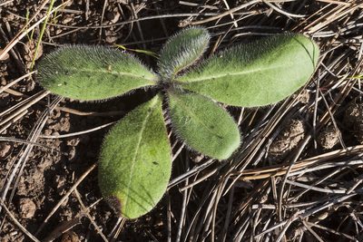 Hieracium fendleri, photographed by Cecelia Alexander