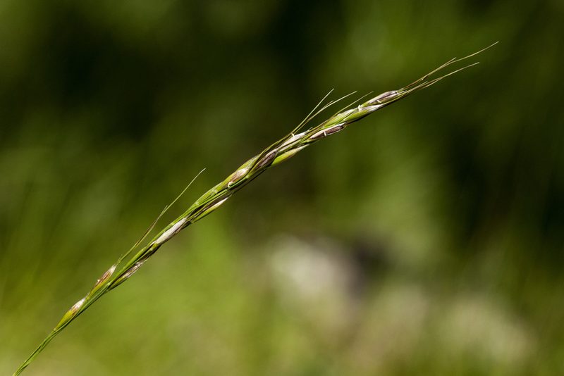 Piptochaetium pringlei, photographed by Cecelia Alexander