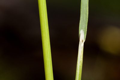 Piptochaetium pringlei, photographed by Cecelia Alexander