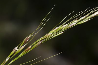 Piptochaetium pringlei, photographed by Cecelia Alexander