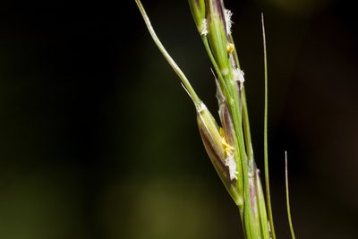 Piptochaetium pringlei, photographed by Cecelia Alexander