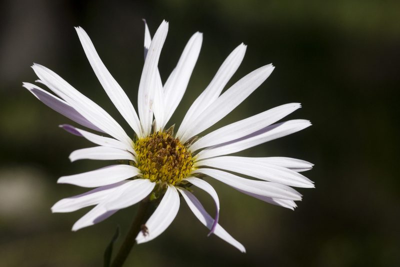 Townsendia formosa, photographed by Cecelia Alexander