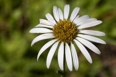 Townsendia formosa, photographed by Cecelia Alexander