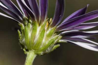 Townsendia formosa, photographed by Cecelia Alexander