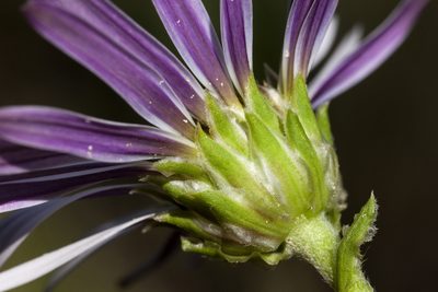 Townsendia formosa, photographed by Cecelia Alexander