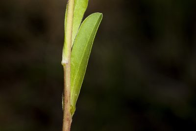 Townsendia formosa, photographed by Cecelia Alexander