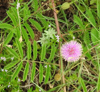 Mimosa quadrivalvis, photographed by saltyhiker