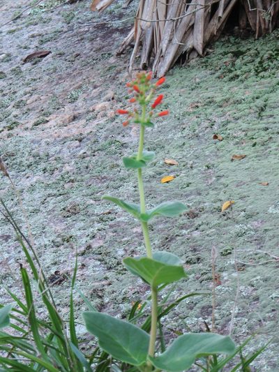 Sinningia bulbosa, photographed by Victor Farjalla Pontes