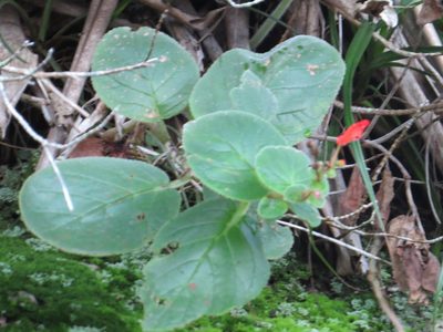 Sinningia bulbosa, photographed by Victor Farjalla Pontes