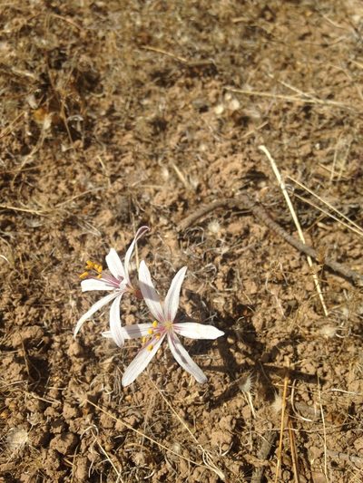 Traubia modesta, photographed by Aira Francisca Faúndez Fallau