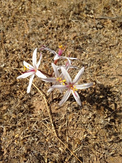 Traubia modesta, photographed by Aira Francisca Faúndez Fallau