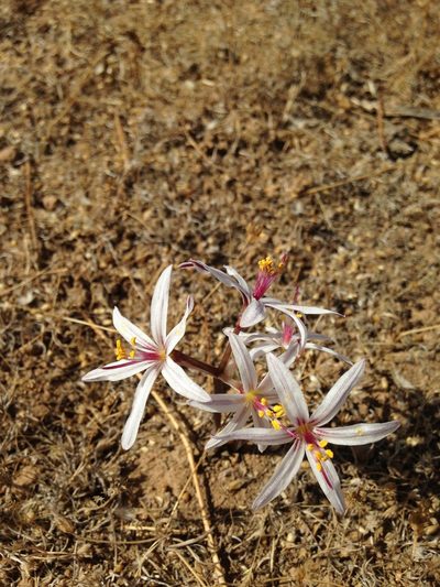 Traubia modesta, photographed by Aira Francisca Faúndez Fallau