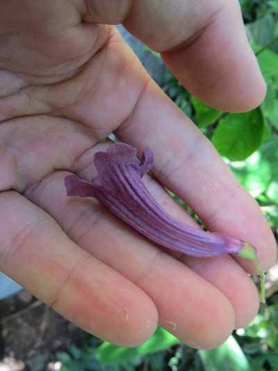 Jacaranda jasminoides, photographed by Victor Farjalla Pontes