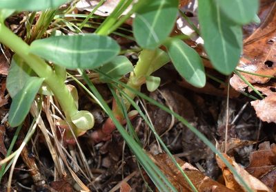 Euphorbia komaroviana, photographed by Repina Tatyana