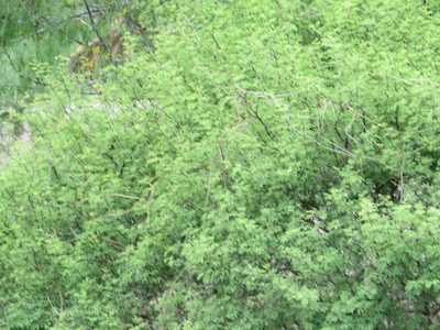Vachellia bravoensis, photographed by johnyochum