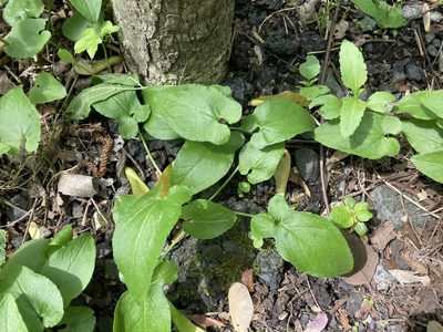 Pinellia ternata, photographed by tkr421