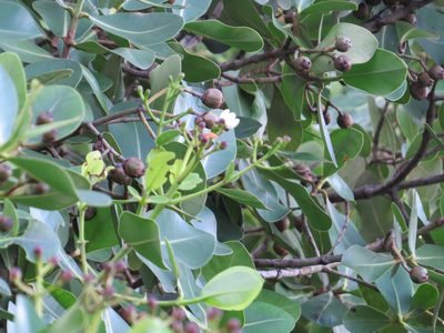 Clusia criuva, photographed by Victor Farjalla Pontes