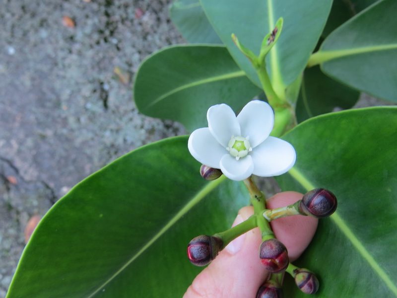 Clusia criuva, photographed by Victor Farjalla Pontes