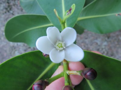 Clusia criuva, photographed by Victor Farjalla Pontes