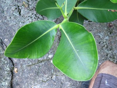 Clusia criuva, photographed by Victor Farjalla Pontes