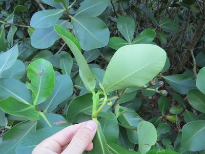 Clusia criuva, photographed by Victor Farjalla Pontes