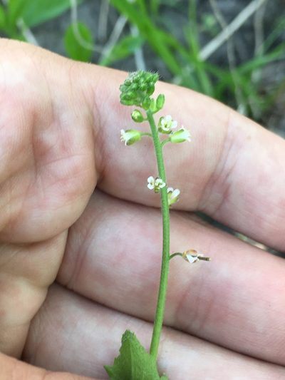 Borodinia dentata, photographed by Rose Zappa