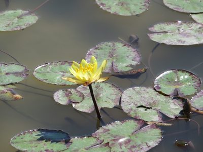 Nymphaea mexicana, photographed by johnyochum