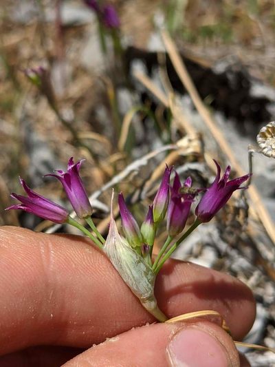 Allium bolanderi, photographed by Trevor Van Loon