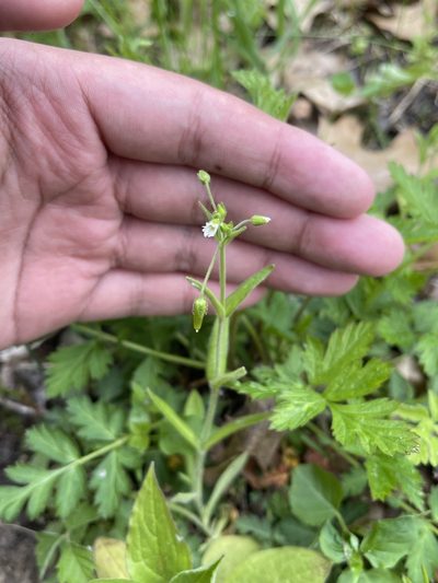 Cerastium nutans, photographed by Brandon Corder