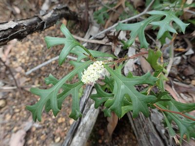 Grevillea synapheae, photographed by botanygirl