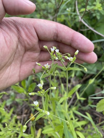 Cerastium nutans, photographed by Brandon Corder