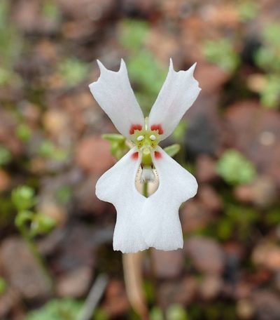 Stylidium androsaceum, photographed by botanygirl