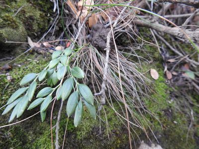 Luzuriaga marginata, photographed by María Regina Silva