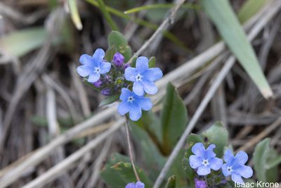Mertensia brevistyla, photographed by Isaac Krone