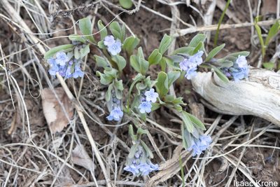 Mertensia brevistyla, photographed by Isaac Krone