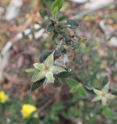 Hibbertia commutata, photographed by botanygirl