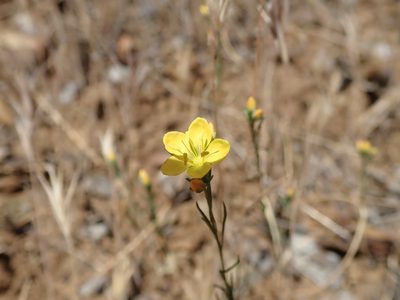 Linum breweri, photographed by joergmlpts