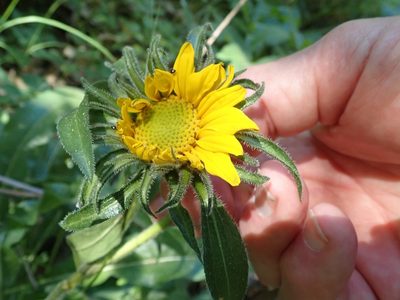 Helianthella castanea, photographed by joergmlpts
