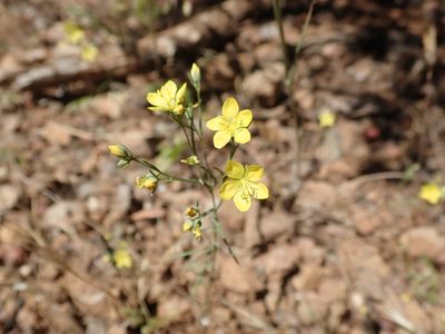Linum breweri, photographed by joergmlpts