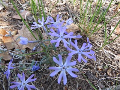 Phlox bifida, photographed by Paul Roots