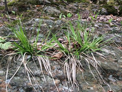 Carex communis, photographed by Étienne Lacroix-Carignan