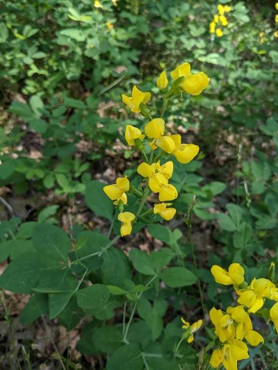 Thermopsis gracilis, photographed by Trevor Van Loon