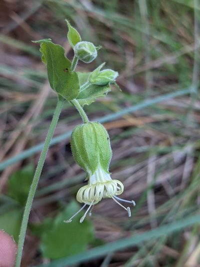 Silene campanulata, photographed by Trevor Van Loon