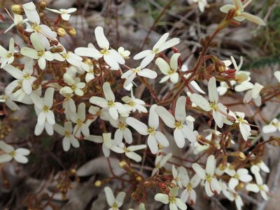 Stylidium hispidum, photographed by botanygirl