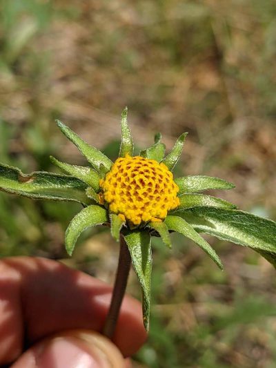 Helianthella californica, photographed by Trevor Van Loon