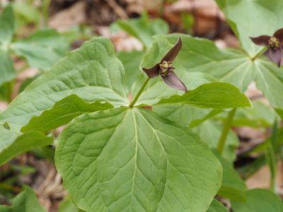 Trillium apetalon, photographed by ITÔ, Hiroki