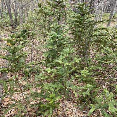Cephalotaxus harringtonii, photographed by ITÔ, Hiroki
