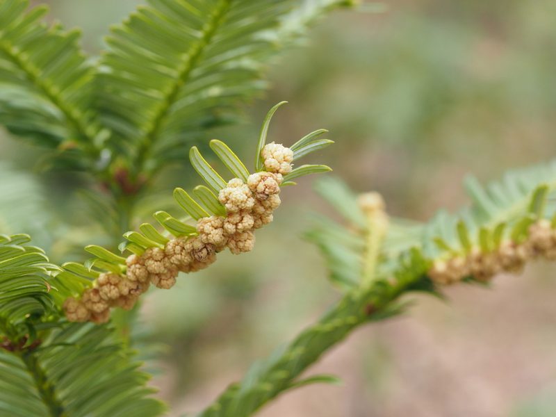 Cephalotaxus harringtonii, photographed by ITÔ, Hiroki