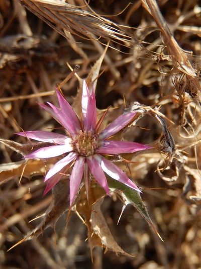 Carlina lanata, photographed by Luca Fornasari